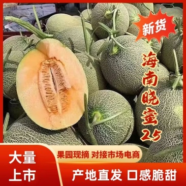 【实力】海南沙地晓蜜25哈密瓜量大从优保质保量对接全国