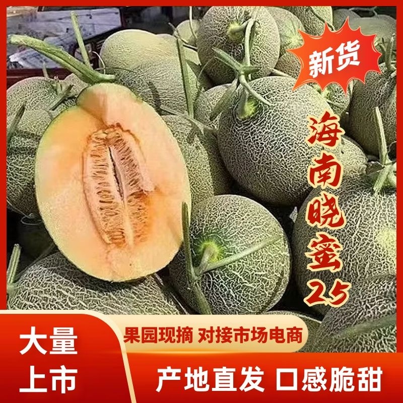 【实力】海南沙地晓蜜25哈密瓜量大从优保质保量对接全国