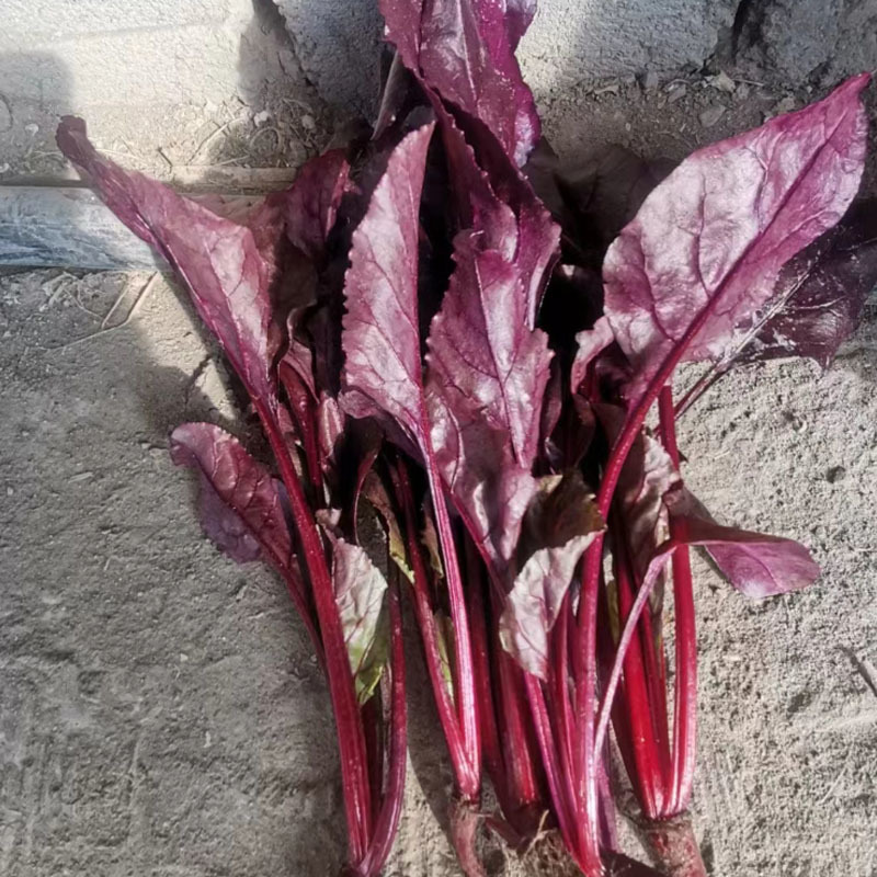 红牛皮菜种子红甜菜根达菜莙荙菜四季基地蔬菜种子
