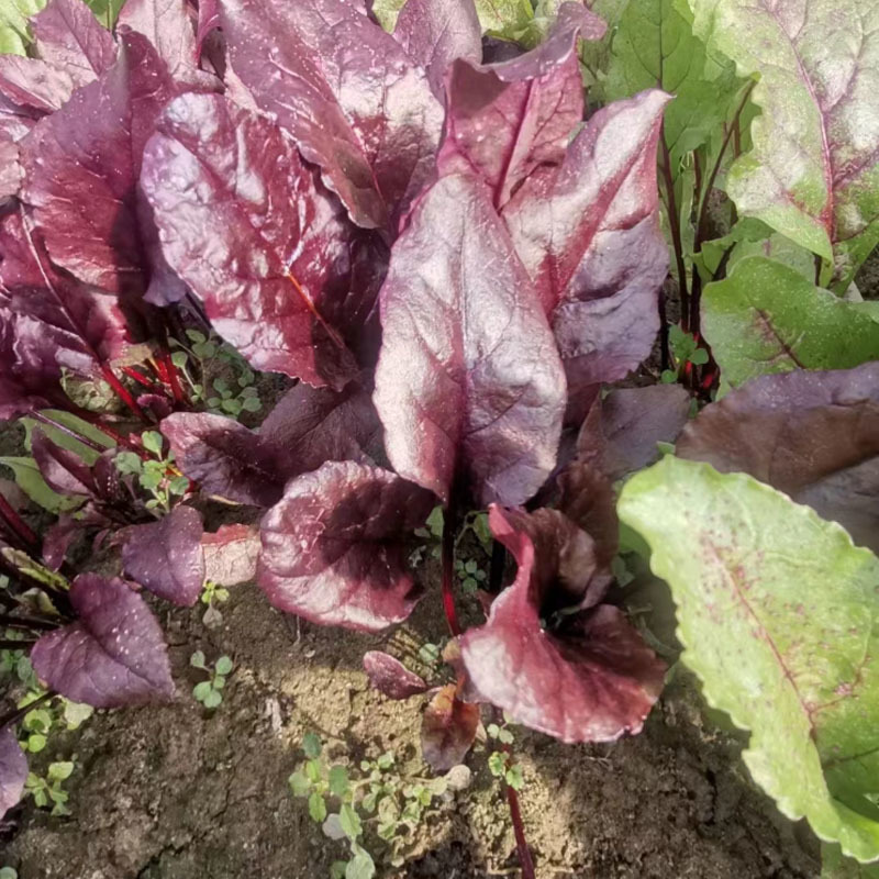 红牛皮菜种子红甜菜根达菜莙荙菜四季基地蔬菜种子