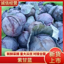 【推荐】陕西咸阳大量紫甘蓝现货供应需要的老板联系