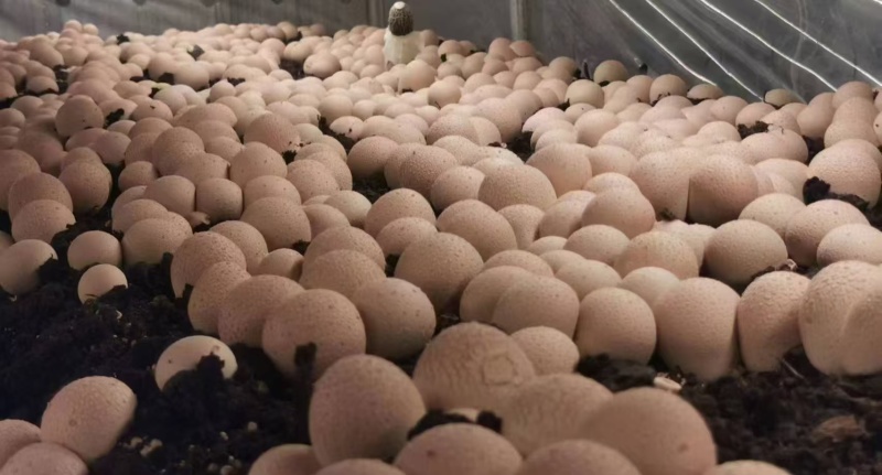 竹荪红托竹荪专业种植红托竹荪量大从优欢迎咨询