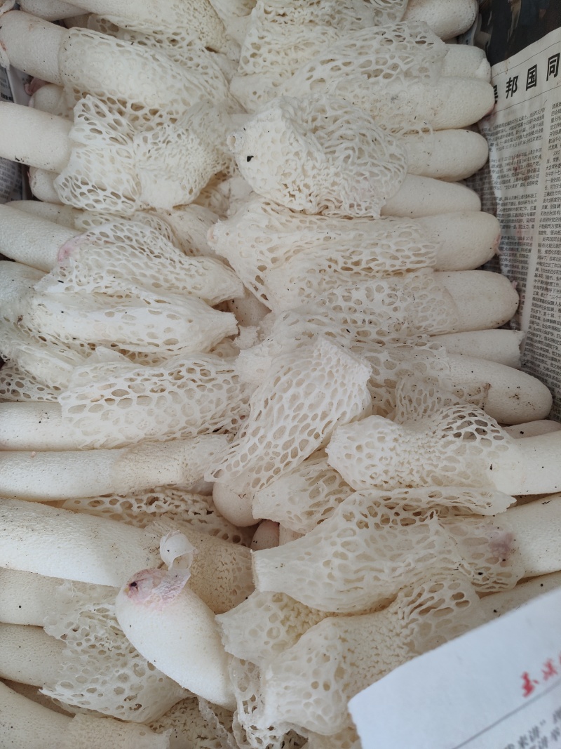 竹荪红托竹荪专业种植红托竹荪量大从优欢迎咨询