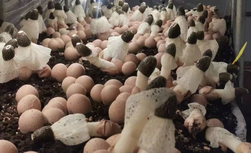 竹荪红托竹荪专业种植红托竹荪量大从优欢迎咨询