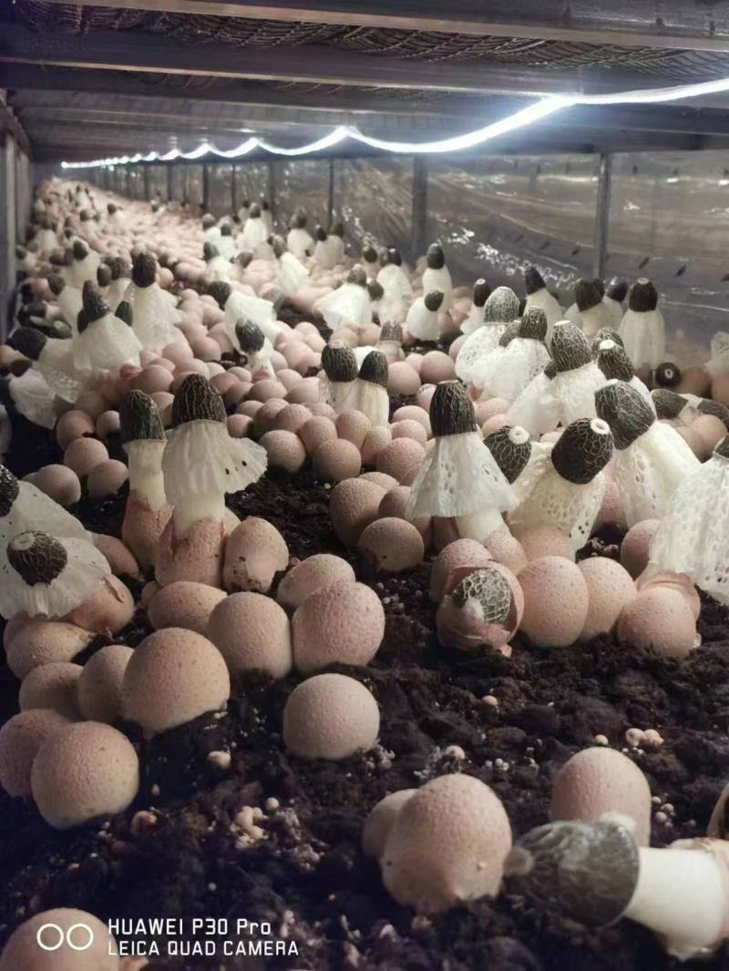 竹荪红托竹荪专业种植红托竹荪量大从优欢迎咨询