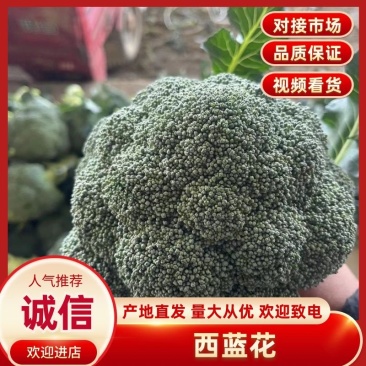 【推荐】万亩蔬菜基地西蓝花大量上市,需要的老板联系