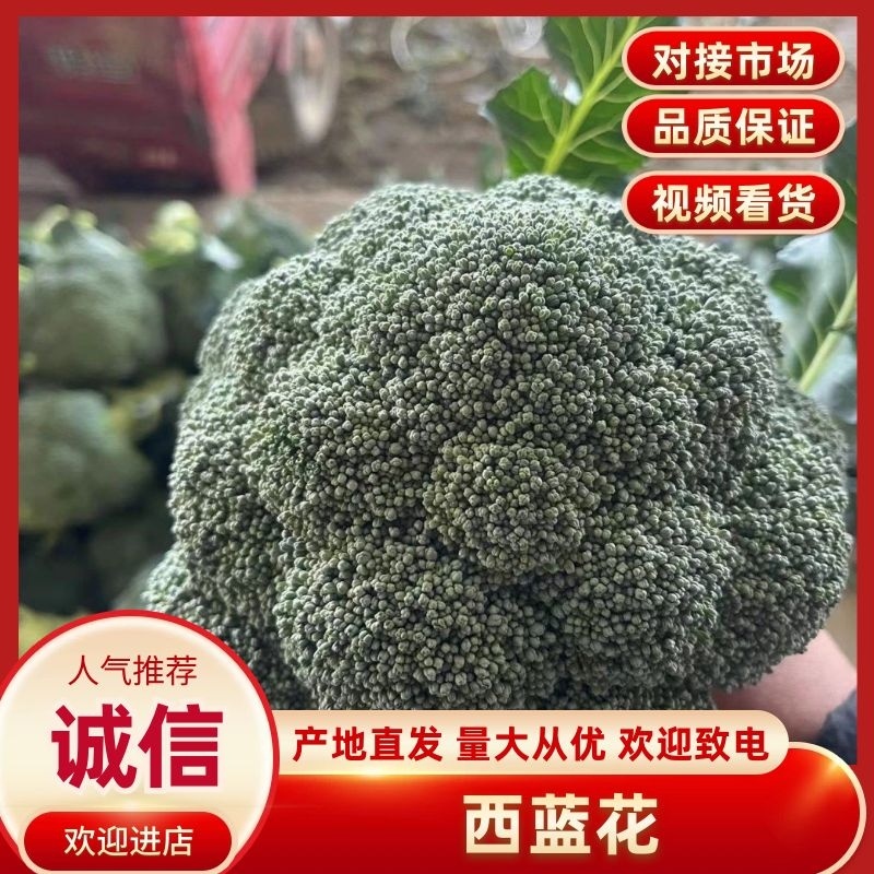 【推荐】万亩蔬菜基地西蓝花大量上市，需要的老板联系
