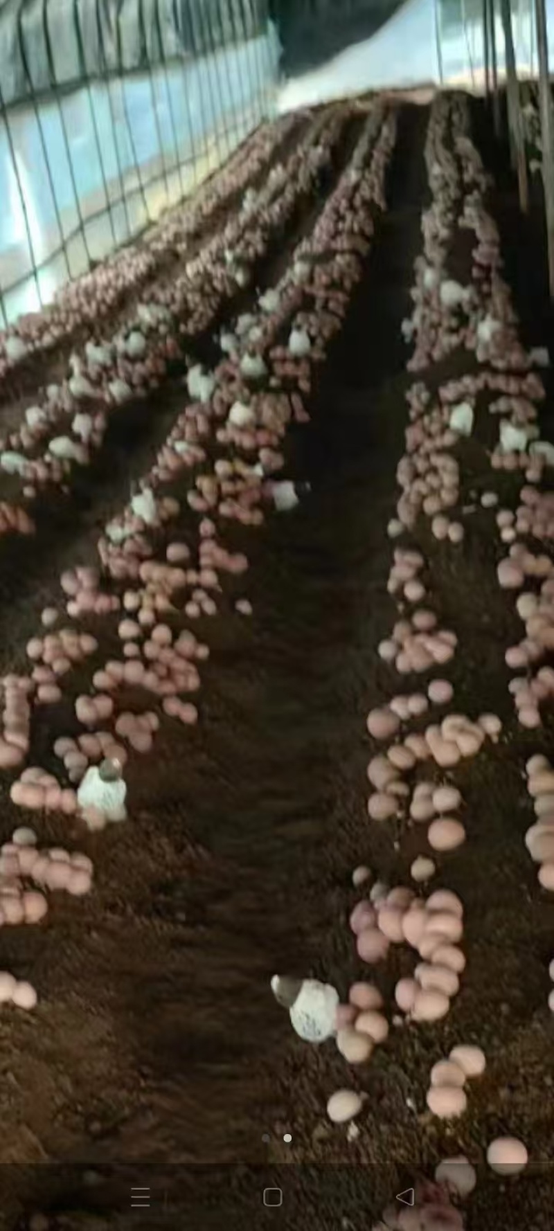 竹荪红托竹荪专业种植红托竹荪量大从优欢迎咨询