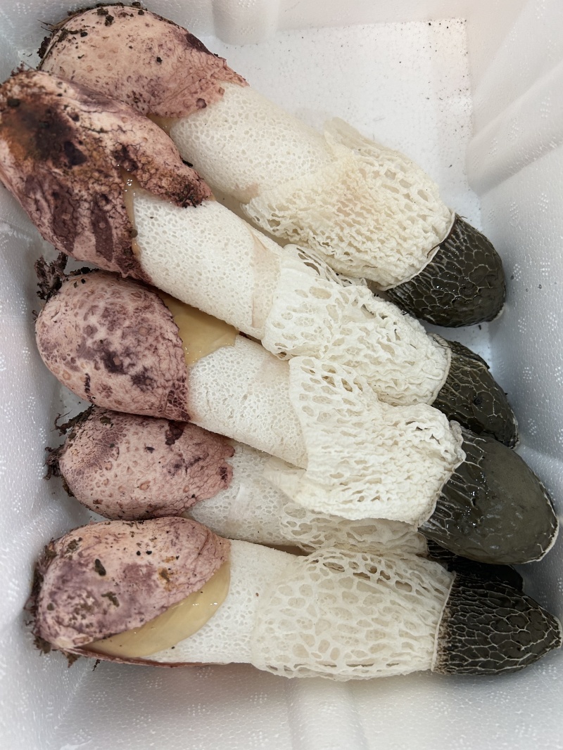 竹荪红托竹荪专业种植红托竹荪量大从优欢迎咨询