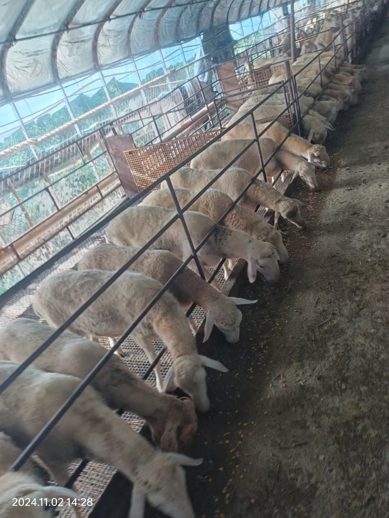 胡羊羊苗