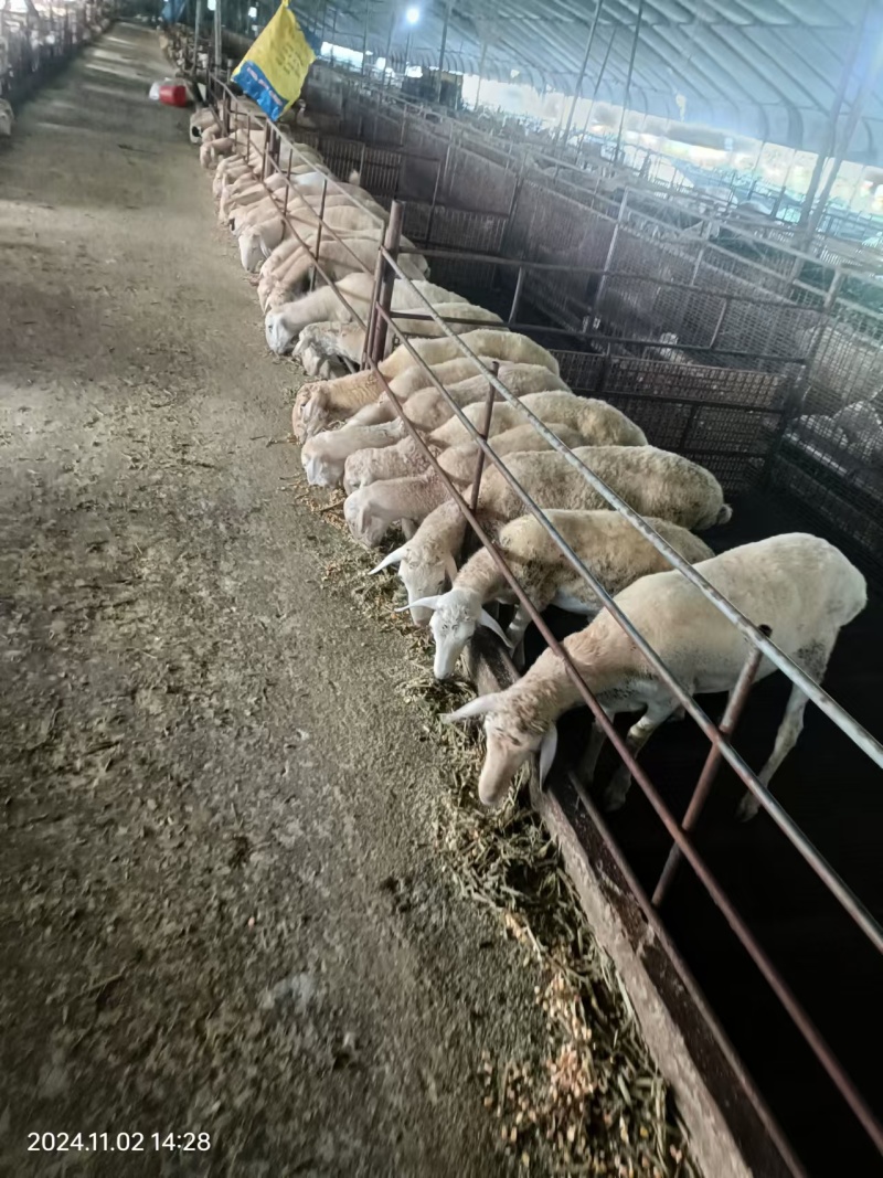 胡羊羊苗