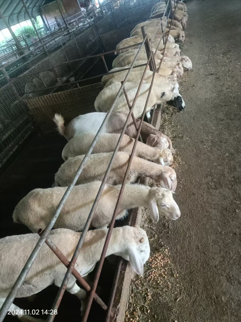 胡羊羊苗