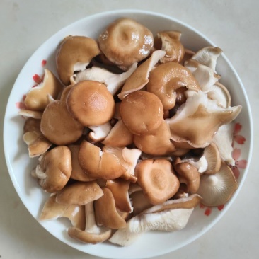 香菇小香菌精品货源量大从优一手货源欢迎咨询