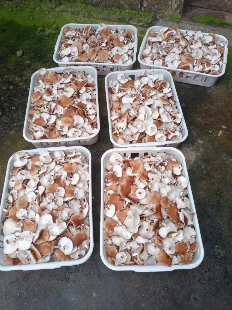香菇小香菌精品货源量大从优一手货源欢迎咨询