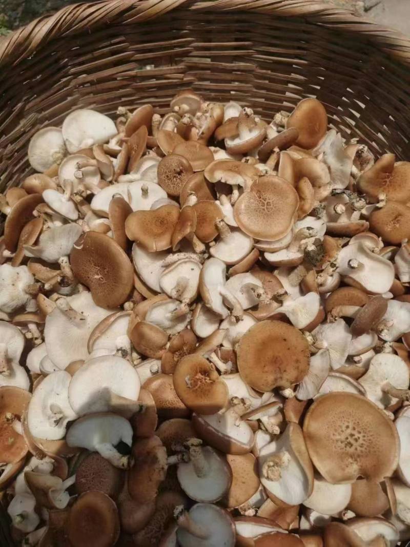香菇小香菌精品货源量大从优一手货源欢迎咨询