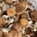 香菇小香菌精品货源量大从优一手货源欢迎咨询
