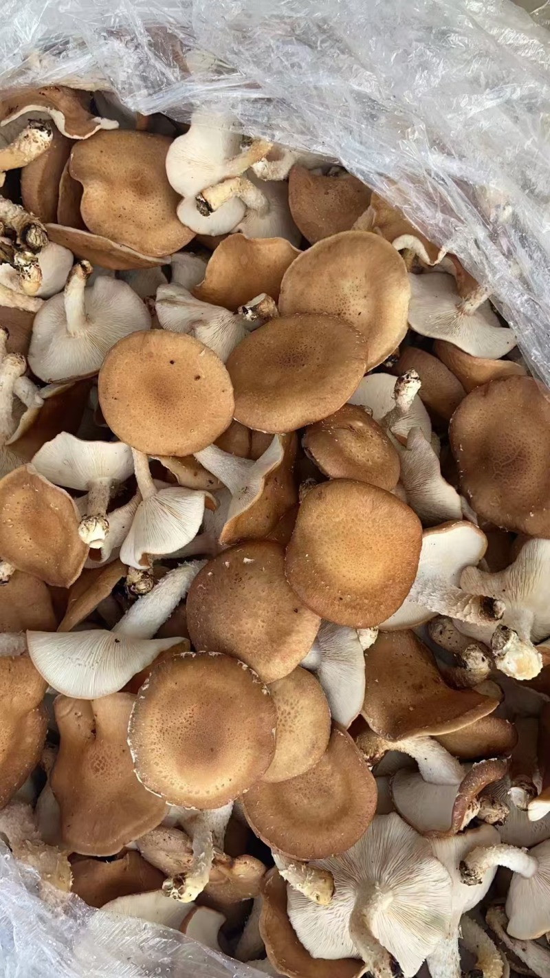 香菇小香菌精品货源量大从优一手货源欢迎咨询