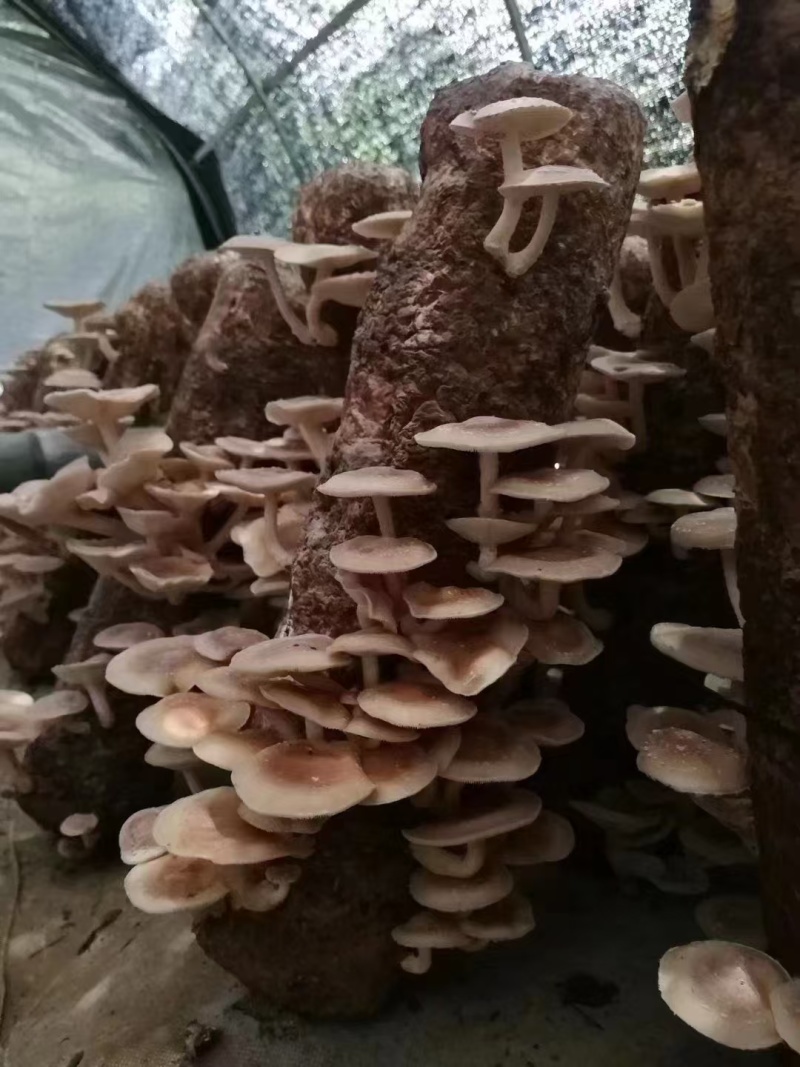 香菇小香菌精品货源量大从优一手货源欢迎咨询