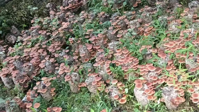 香菇小香菌精品货源量大从优一手货源欢迎咨询