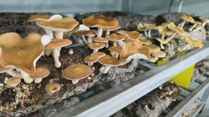 香菇小香菌精品货源量大从优一手货源欢迎咨询