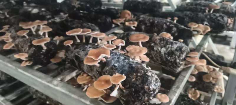 香菇小香菌精品货源量大从优一手货源欢迎咨询