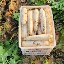 白萝卜河北萝卜产地直发品质保障量大优惠对接全国等