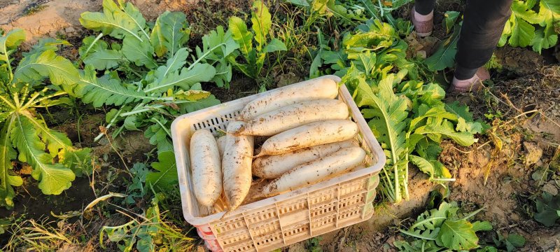 白萝卜河北萝卜产地直发品质保障量大优惠对接全国等