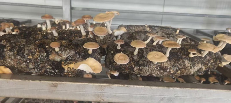 香菇小香菌精品货源量大从优一手货源欢迎咨询