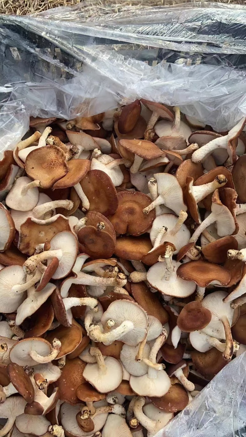 香菇小香菌精品货源量大从优一手货源欢迎咨询