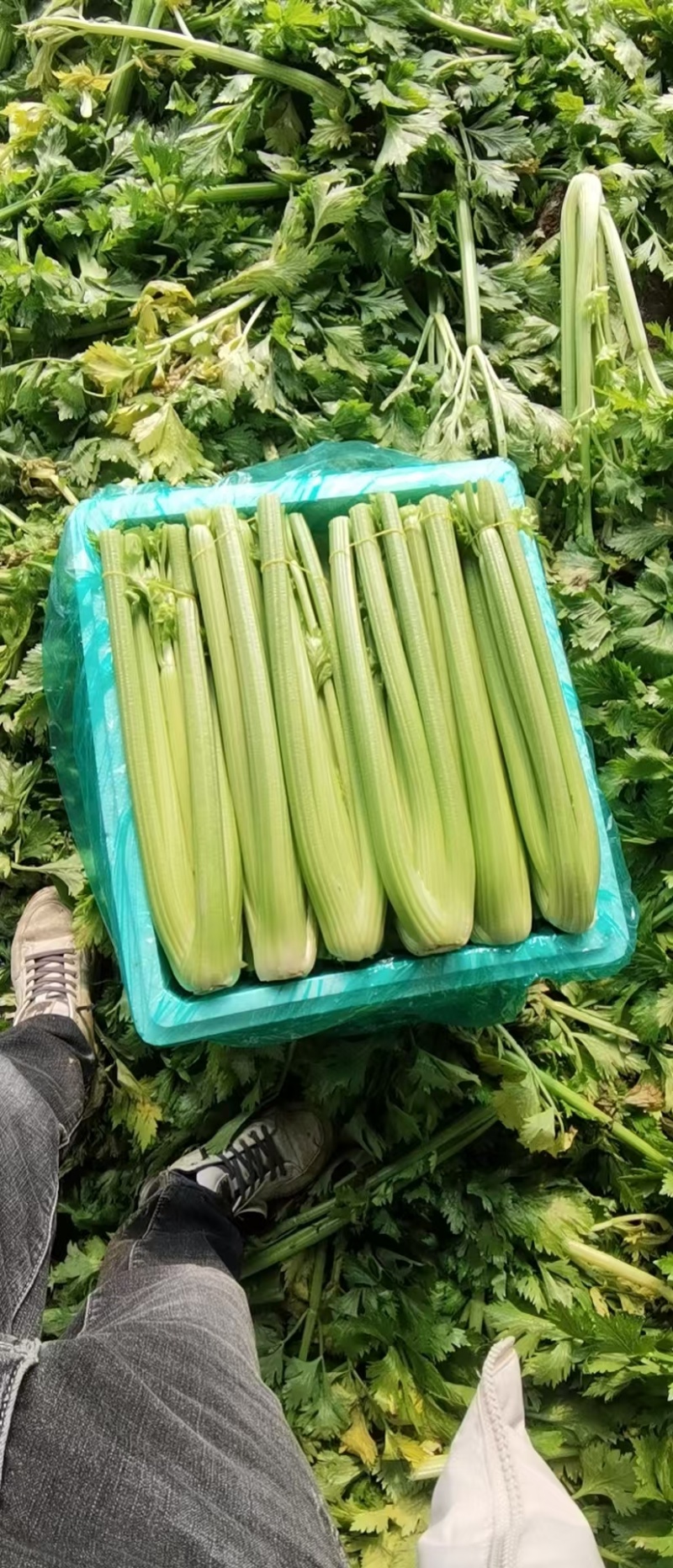 西芹，全国发货，产地直发量大优惠
