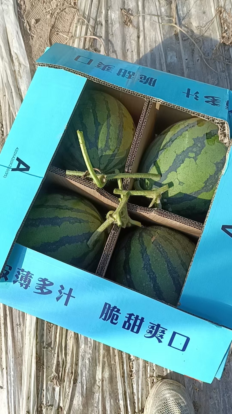 美都西瓜