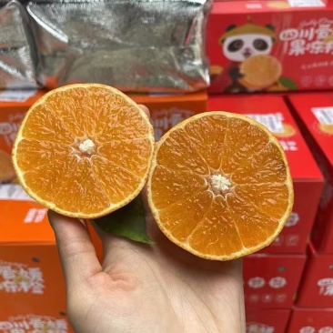 四川成都爱媛果冻橙38无干水糖度高量大价优代发全国