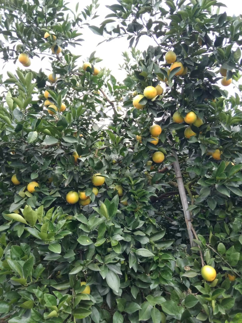 【又大又甜冰糖橙】产地直发一手货源量大价优欢迎致电咨询