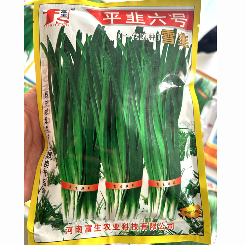 平韭六号6号韭菜种子250克原装正品高产抗病包邮