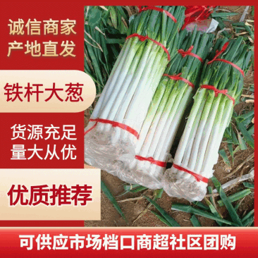 【毛葱】山东铁杆大葱,产地直供,对接电商超市市场社区团购