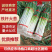 【毛葱】山东铁杆大葱,产地直供,对接电商超市市场社区团购
