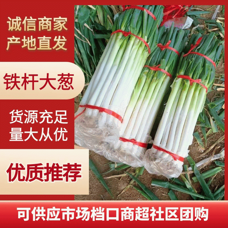 【毛葱】山东铁杆大葱，产地直供，对接电商超市市场社区团购