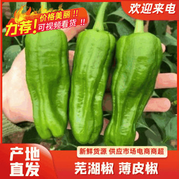 芜湖椒己大量上市，皮薄褶多，颜色油亮，优质货源。