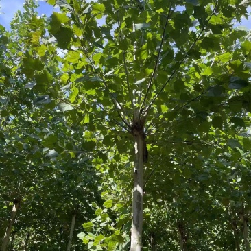 法桐树全国发货大量批发欢迎联系量大价优
