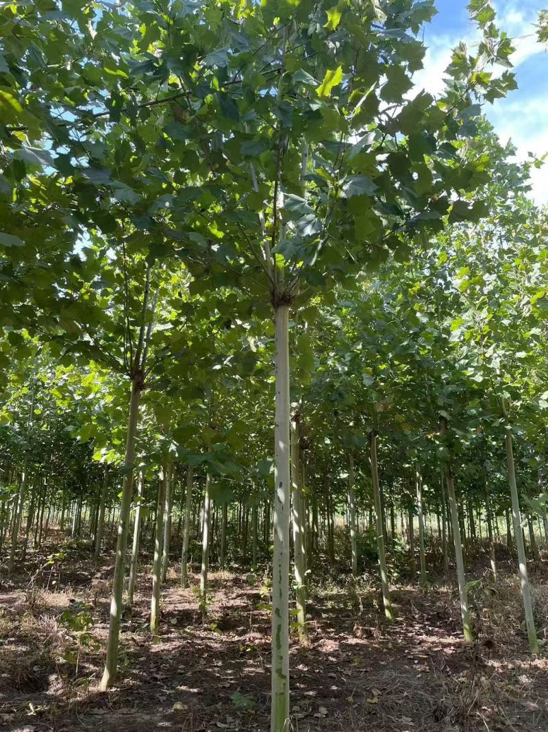 法桐树全国发货大量批发欢迎联系量大价优