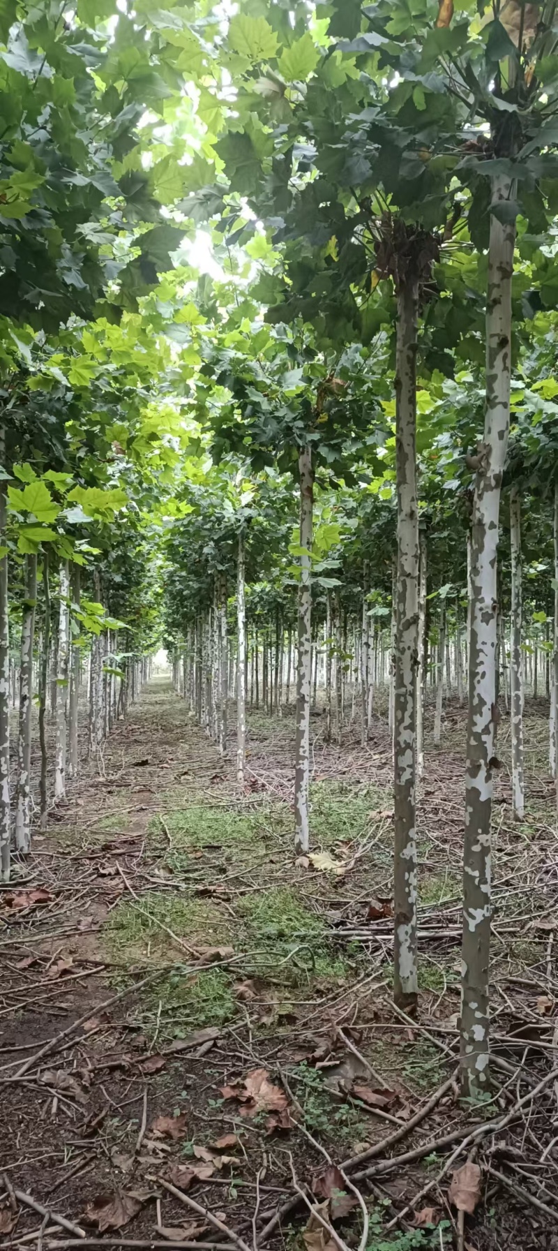 法桐树全国发货大量批发欢迎联系量大价优