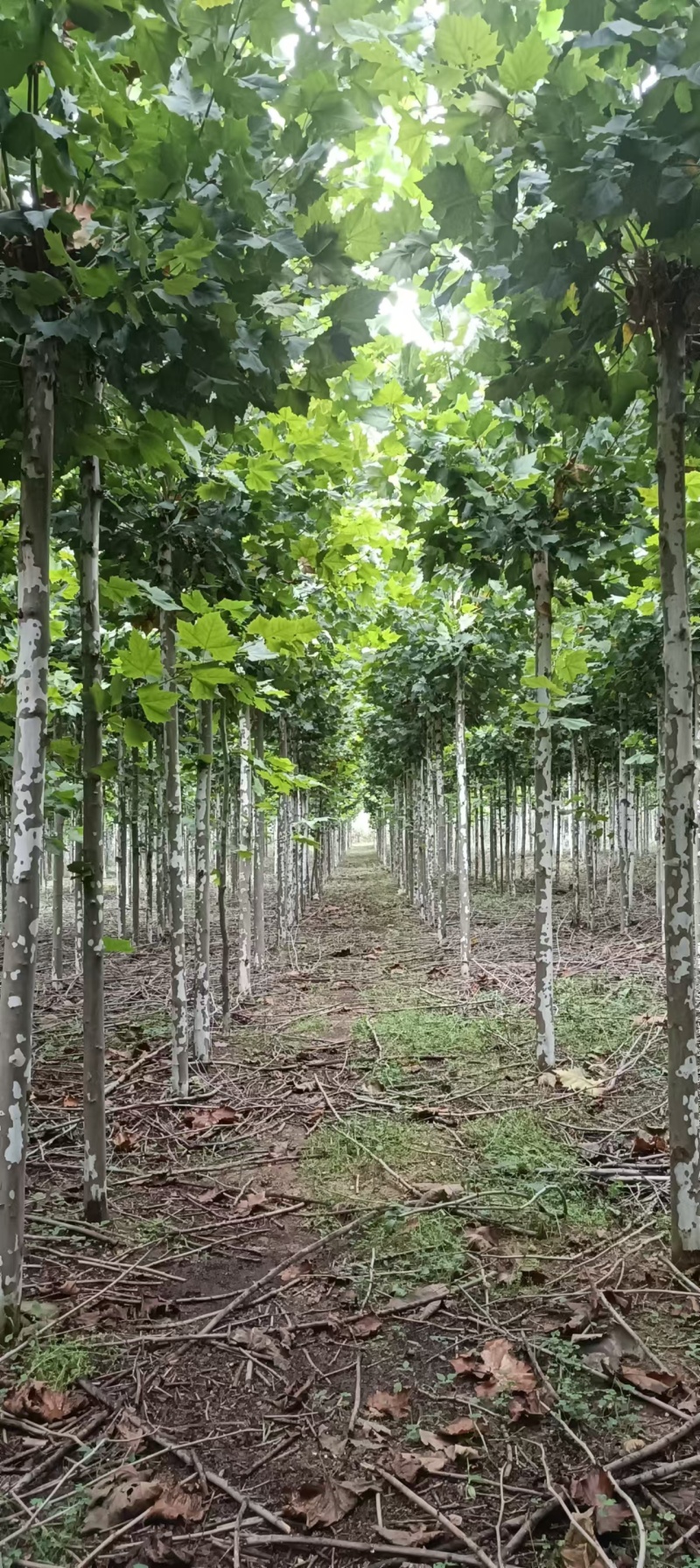 法桐树全国发货大量批发欢迎联系量大价优