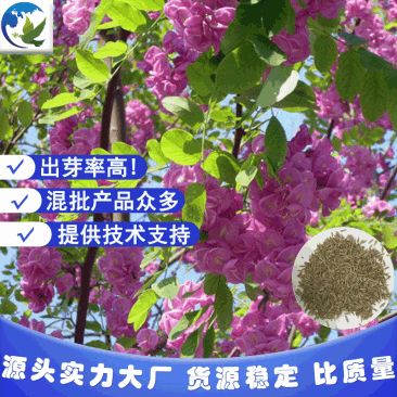 厂家直销全国发货护坡绿化景区园林紫穗槐种子可试种提供技术