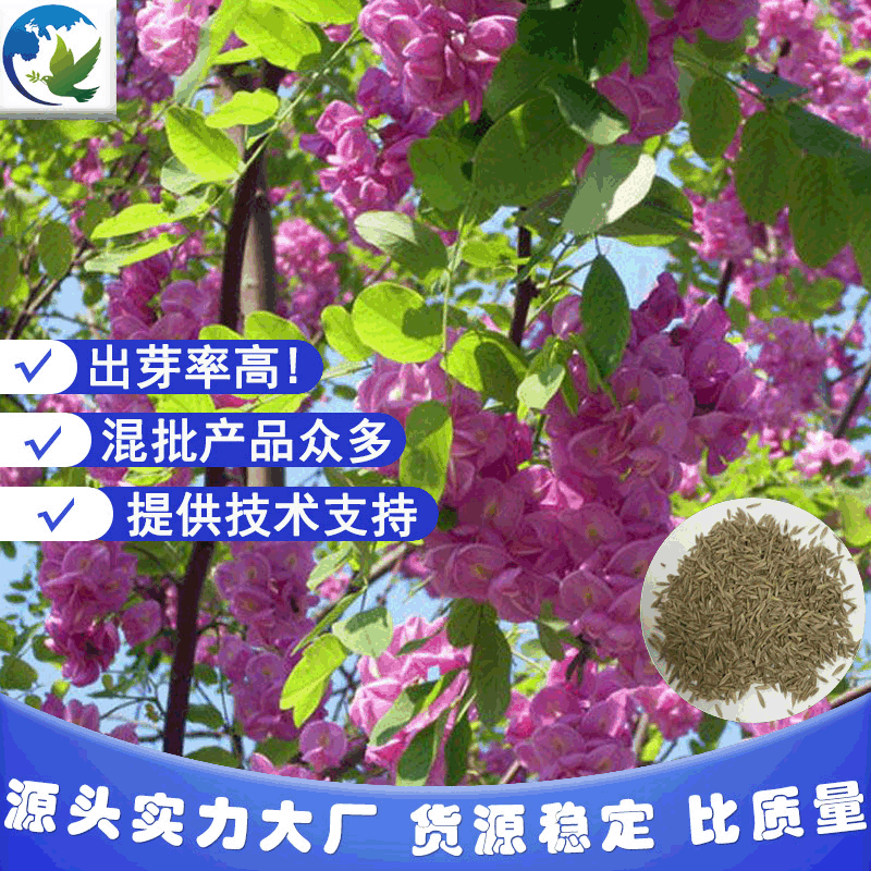 厂家直销全国发货护坡绿化景区园林紫穗槐种子可试种提供技术