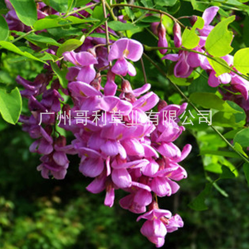 厂家直销全国发货护坡绿化景区园林紫穗槐种子可试种提供技术