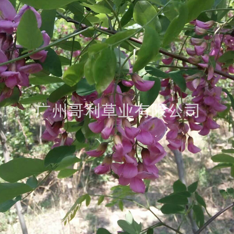厂家直销全国发货护坡绿化景区园林紫穗槐种子可试种提供技术