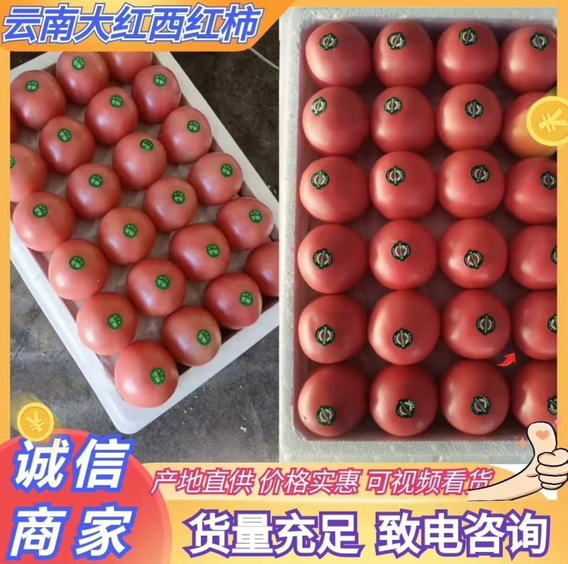 大红西红柿专业实力代收一手货源品质保证量大从优