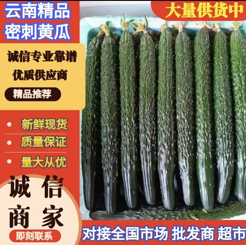 云南密刺黄瓜现摘现发品质保证一手货源量大从优