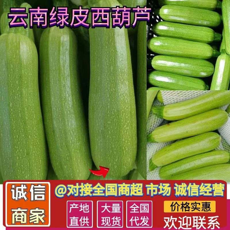 【代发全国】云南绿皮西葫芦大量供应全国发货视频看货