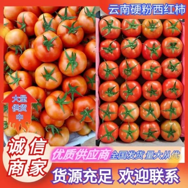 【精选】硬粉西红柿产地批发品质保证量大从优品质保